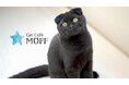 那覇・国際通りに待望のオープン！『Cat Café MOFF 沖縄国際通り店』4月23日（木）誕生！！