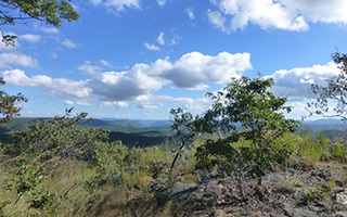 ザンビアの森林保全