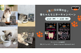 【2月22日は猫の日🐈】おいしく噛んで、お口の健康維持を。QCHEFS、猫の日にちなんだ〈22名様〉モニターキャンペーン開催