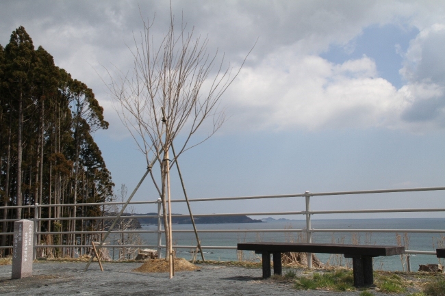 岩手県にある桜の成木と石柱