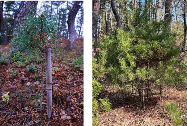 アカマツの木 ～成長の記録～ 2021年植樹（左）と2024年現在（右）