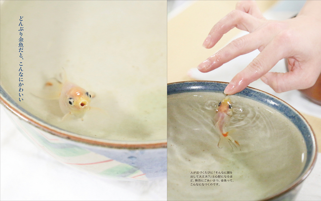 夏祭りの金魚 どうしてますか どんぶり金魚の楽しみ方 の本がたちまち重版 株式会社 池田書店のプレスリリース
