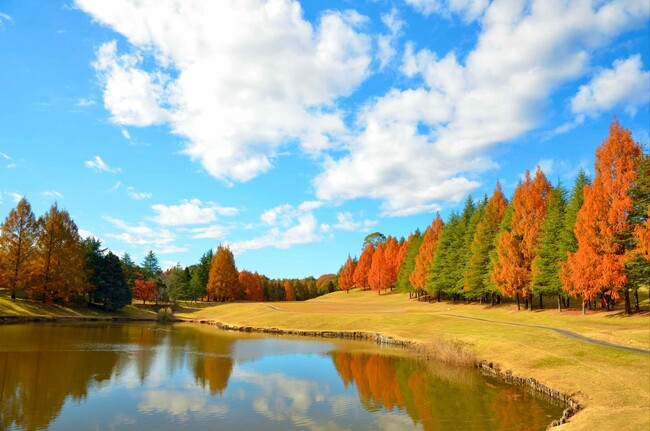 紫塚ゴルフ倶楽部（11月中旬頃の景観）