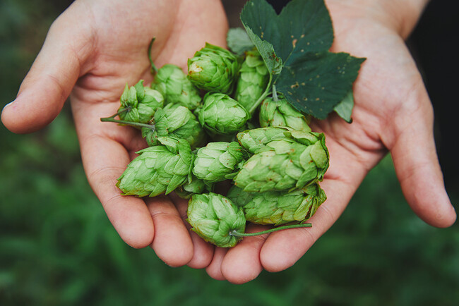 自社栽培で今年収穫したホップ 自社栽培で今年収穫したホップ