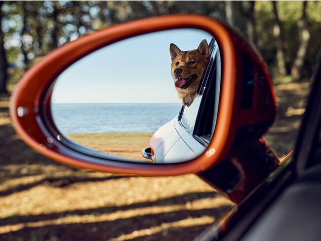 愛犬との豊かな暮らしをサポート_ポルシェセンター青山