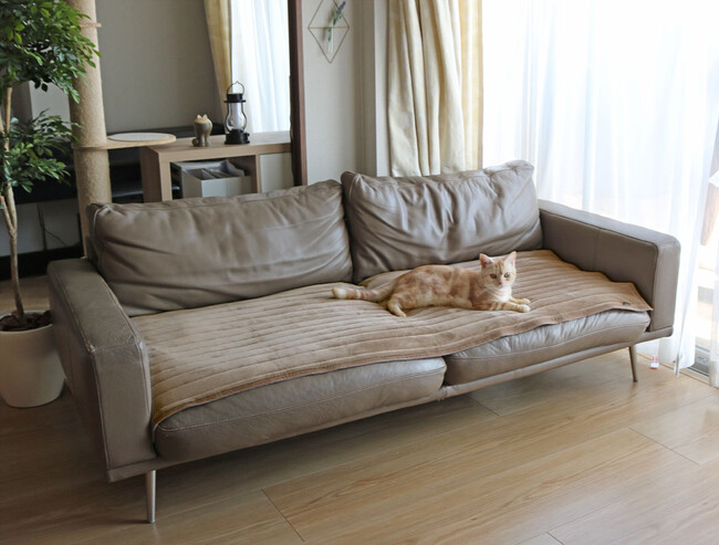 寒がりなペットも喜ぶあったかソファパッド