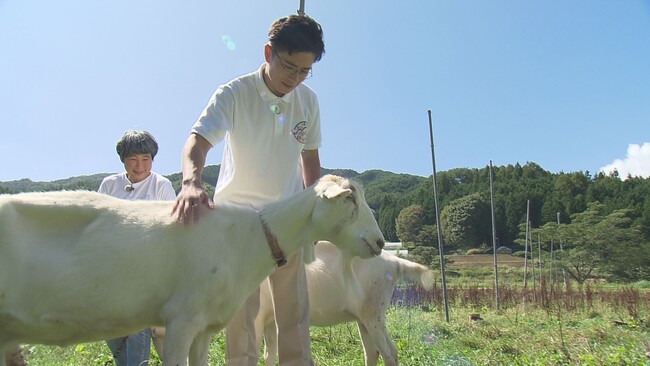 豊かな自然の中で放牧されストレスフリーなヤギたち