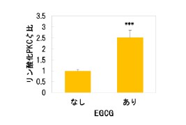 ▲図２ EGCGの表皮角化細胞垂直分裂活性化機能
