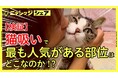 【全国の猫好き必見!】猫吸い人気ランキング 気になる1位は「頭」!?【検証】猫吸いで最も人気がある部位はどこなのか!?7月30日(水)から公開!