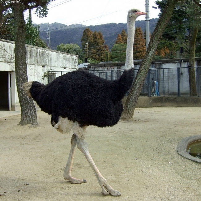 飼料効率がよいとされるダチョウ