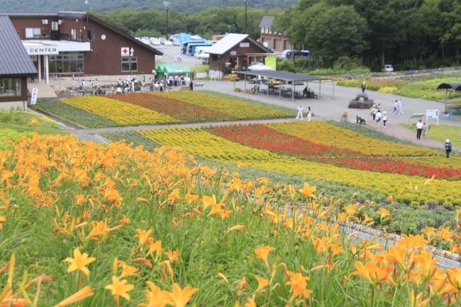 【7月24日撮影】エントランスの彩の丘も見頃を迎えております。