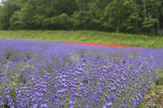 【7月24日撮影】ナナナリサワも色鮮やか