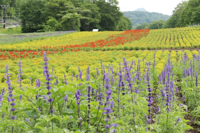 【7月18日撮影】虹のように花々を植栽する『彩の丘』 