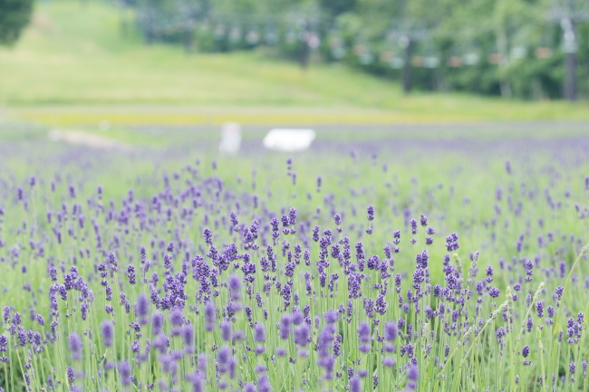 【7月18日撮影】一面美しい紫色の絨毯（早咲きこいむらさき）
