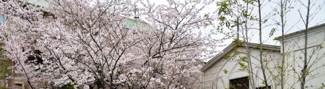 テラスに隣接する桜