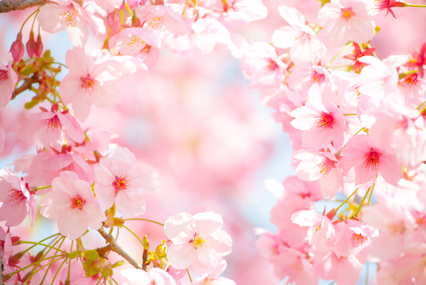 すべての花の画像 50 おしゃれ Pc 壁紙 桜