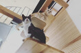 木造メゾネット×猫共生設計 ペット共生住宅のパイオニアが「PAWSOMEシリーズ」第1弾を発表