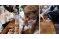 【試食会イベント】HEKA✖️はごろもフーズ　犬の一生で、ごはんを食べる時間は約1か月。"温かい食事"という新たな選択肢を提案