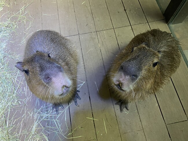 生きものが暮らしやすい環境を作りたい 川崎水族館アマゾンゾーン改造大作戦 クラウドファンディング挑戦開始のお知らせ 株式会社アイ レジャー エンターテインメントのプレスリリース