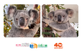 【埼玉県】コアラ来園40周年記念 こども動物自然公園に新たにコアラ2頭が仲間入り！