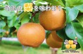 【埼玉県】埼玉県産の梨が旬を迎えます！