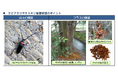 【埼玉県】「クビアカツヤカミキリ発見大調査2026」スタート