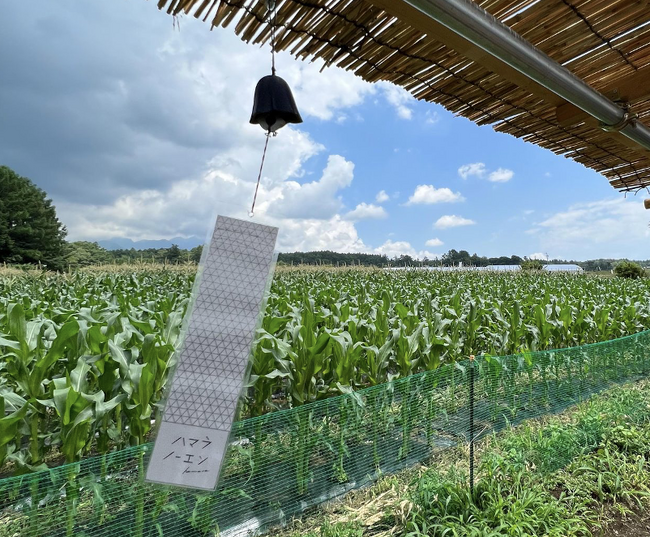 大型ビニールハウスの畑カフェ” や “もぎたて体験”夏の八ヶ岳を“農”で