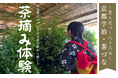 京都宇治・茶づな お茶摘み体験 2025/4/12(土)~開催!