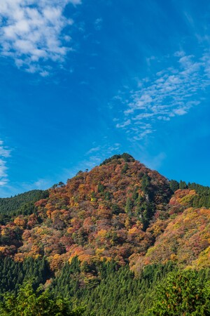 山地域活性化プロジェクト