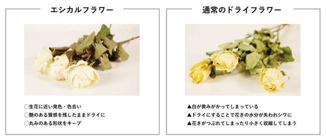 フラワーロスを削減し花き業界の働き方を改革 サステナブルなドライフラワー誕生 エシカのプレスリリース