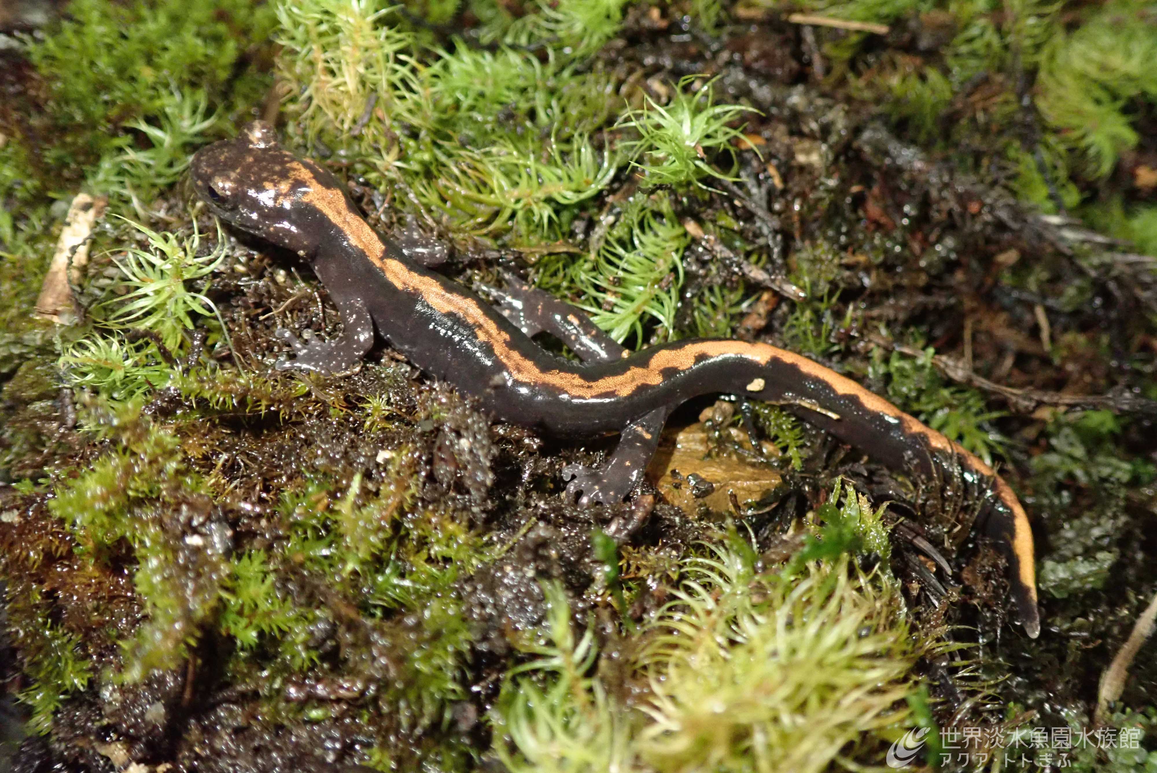 世界淡水魚園水族館 アクア トト ぎふ 新種 ホムラハコネサンショウウオ を日本初展示 株式会社江ノ島マリンコーポレーションのプレスリリース 世界淡水魚園水族館 アクア トト ぎふ 新種 ホムラハコネサンショウウオ を日本初展示 株式会社江ノ島マリンコーポレーションのプレスリリース