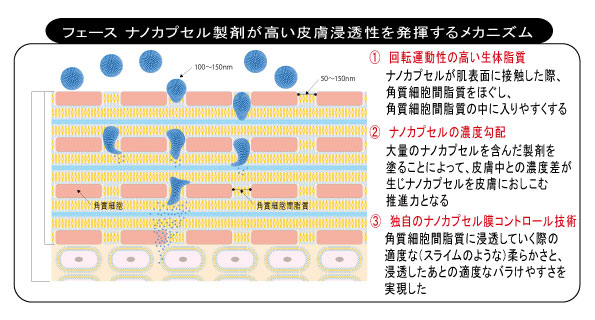 フェースのナノカプセル製剤が高い皮膚浸透性を発揮するメカニズム