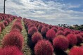 秋到来!びわこ箱館山の紅葉コキアが見頃!