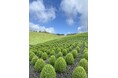 【びわこ箱館山】約8,000株グリーンコキアが見頃!桃色吐息のピンク絨毯が圧巻!