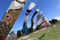見て、遊んで、食べて。全部が主役のGWへ。【びわこ箱館山】　130匹の鯉のぼり×100m虹色スライダー×苺パフェ
