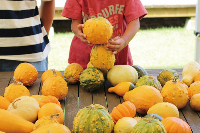 おもちゃかぼちゃ積み上げゲームのようす おもちゃかぼちゃ積み上げゲームのようす