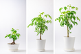 食べられる観葉植物でインテリアと健康を両立!「世界で一番栄養のある植物」と呼ばれている鹿児島県産モリンガの鉢植え「おうちモリンガ」を8月20日より販売開始!