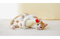 マヨネーズ好きにゃん誕生!?猫と飼い主さんが喜ぶ猫用キッカー「けりマヨ」4月17日に発売!