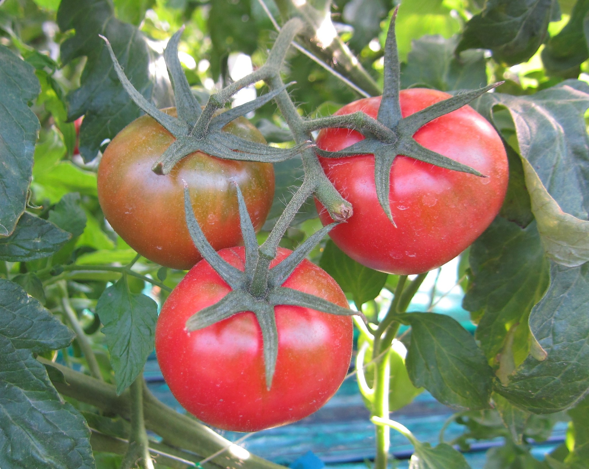 ぐんまが誇るフルーツのようなトマト高糖度トマト ブリックスナイン 出荷始まる 群馬県のプレスリリース