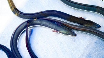 二ホンウナギ 二ホンウナギ