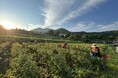【山形・置賜】日本の紅（あか）をつくる町・白鷹町で、早朝の紅花摘みから紅餅づくりまで体験する1泊2日ツアーを開催