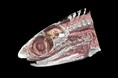 3D解析ソフト「Molcer Plus 2.0」CTセグメンテーションなど充実