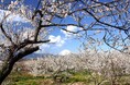 【神奈川県小田原市】4年連続で過去最高を更新！令和7年の入込観光客数と観光消費総額