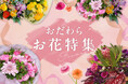 【神奈川県小田原市】ふるさと納税で「華やか、小田原！お花のめぐみ特集」を公開