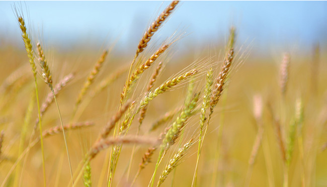 ジ・ウザテラスで収穫される小麦