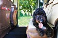 【軽自動車/コンパクトカー/ミニバンにも対応】愛犬やキッズとのお出かけにピッタリの”汚れ”や"ニオイ”に強い、高機能でおしゃれな「車用シートカバー」を新発売!