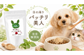 【新発売】犬の涙やけケアといえば「目の周りパッチリ美人」— 獣医師88%が支持する無添加・国産の涙やけサプリに、お試し5g（998円）が登場