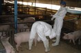 神奈川県職員採用選考(獣医師(家畜保健衛生分野)【経験者】)の受験申込を受け付けています!