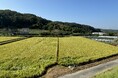 【猛暑による水稲の高温障害に備えて】農機具王 アグリスイッチが、“高温障害対策”の相談受付を強化中!