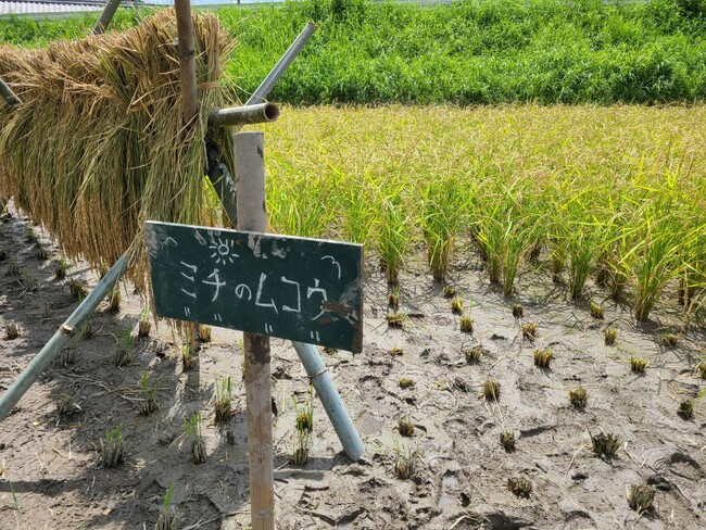 収穫を迎えた五百万石